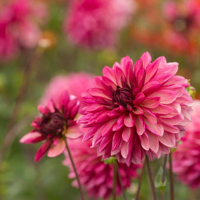 Resonant Dahlia Collection|Bacardi Decorative Dahlia flowers