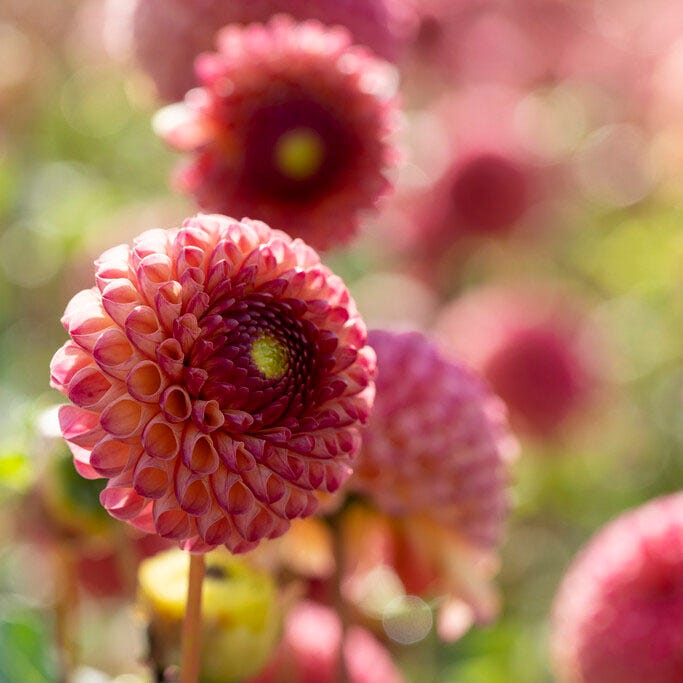 Burlesca Pompon Dahlia|Burlesca Pompon Dahlia flower in bloom