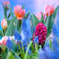 Rhapsody Bulb Collection|Rhapsody Bulb Collection
