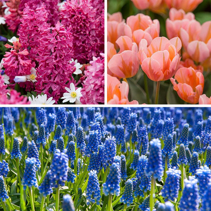 Rhapsody Bulb Collection|Rhapsody Bulb Collection