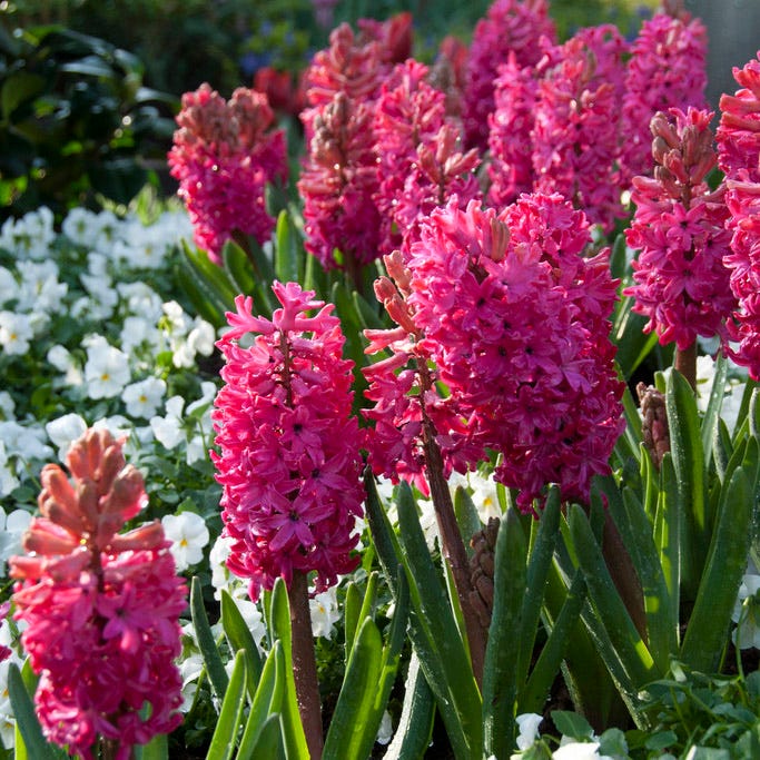 Rhapsody Bulb Collection|Jan Bos Hyacinth