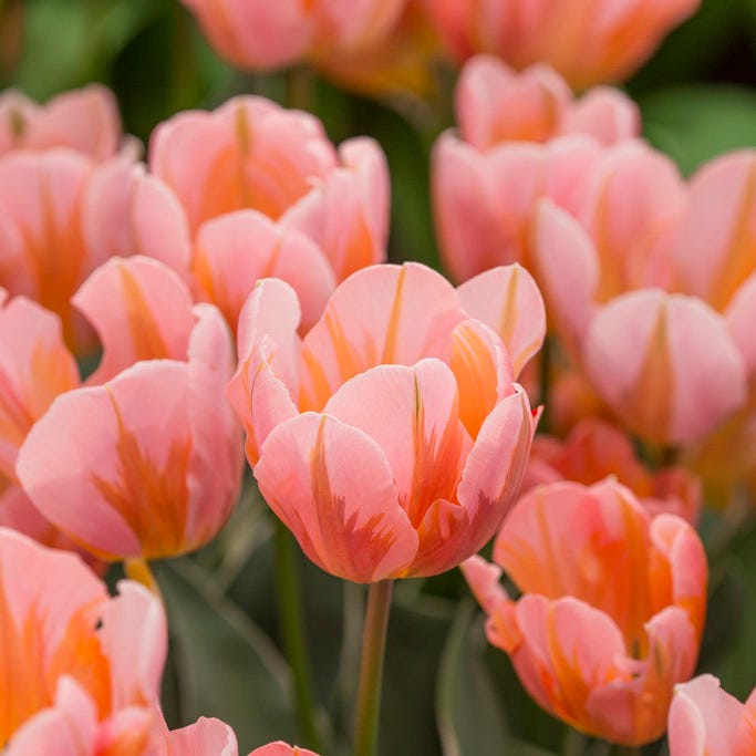 Rhapsody Bulb Collection|Pretty Princess Single Early Tulip