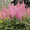 Rheinland Astilbe|Pink Astilbe Rheinland, Astilbe japonica
