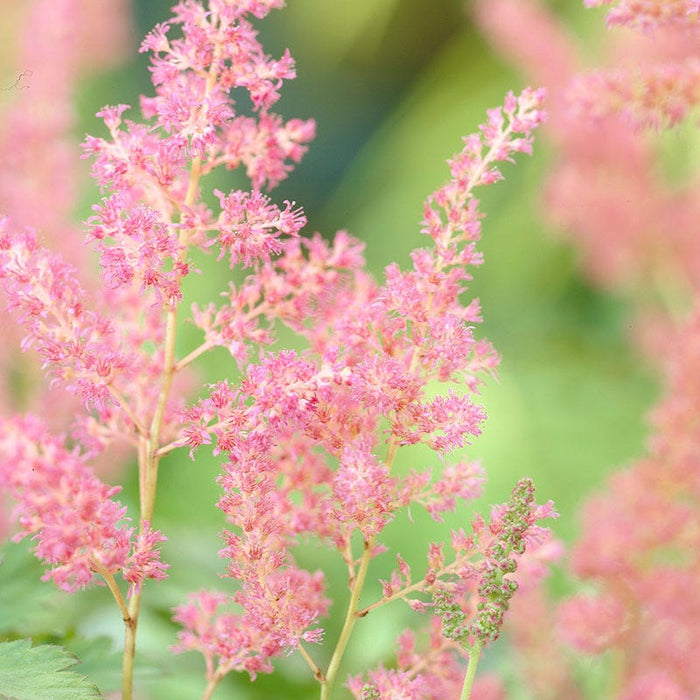 Rheinland Astilbe|Pink Astilbe Rheinland, Astilbe japonica, Close U