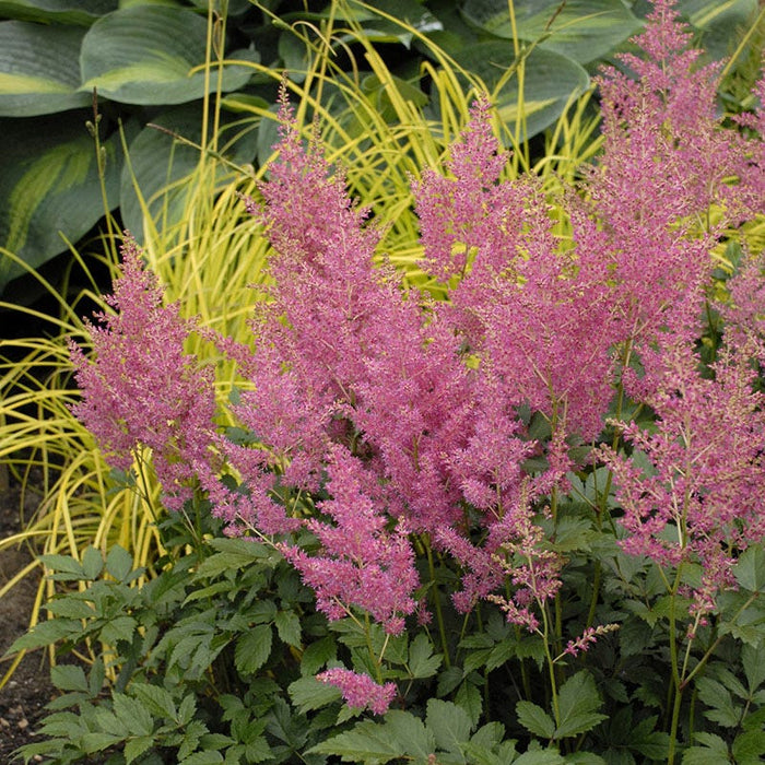 Rheinland Astilbe|Pink Astilbe Rheinland, Astilbe japonica