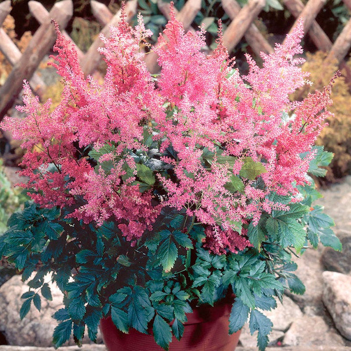Rheinland Astilbe|Pink Astilbe Rheinland, Astilbe japonica, In Pot