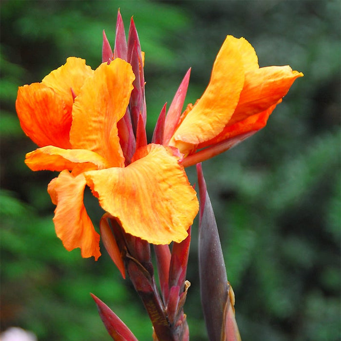 Wyoming Canna Lily|Wyoming Canna Lily, Canna indica Wyoming close up of orange flower