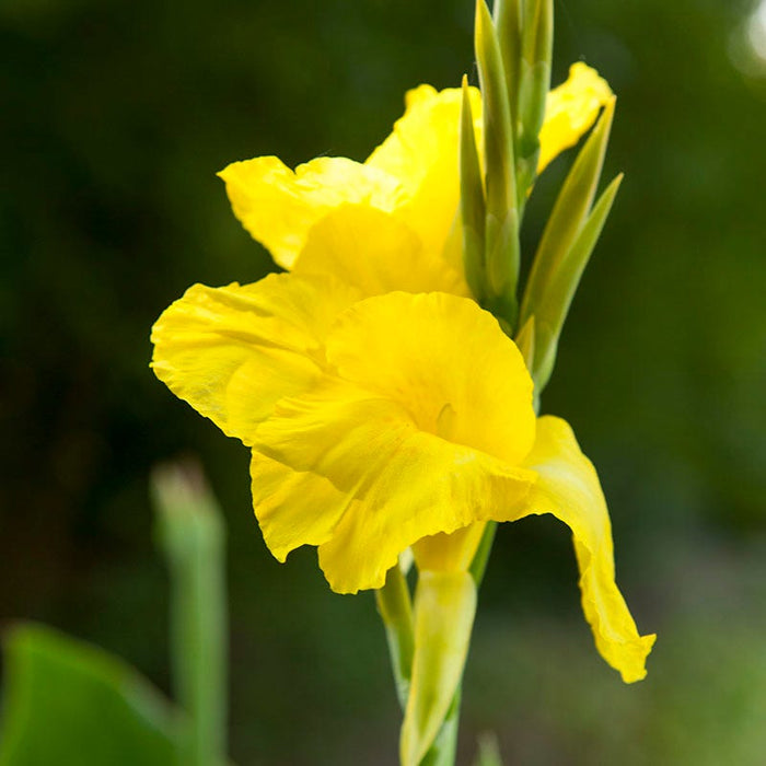 Rio Tall Canna Collection|Richard Wallace Canna Lily