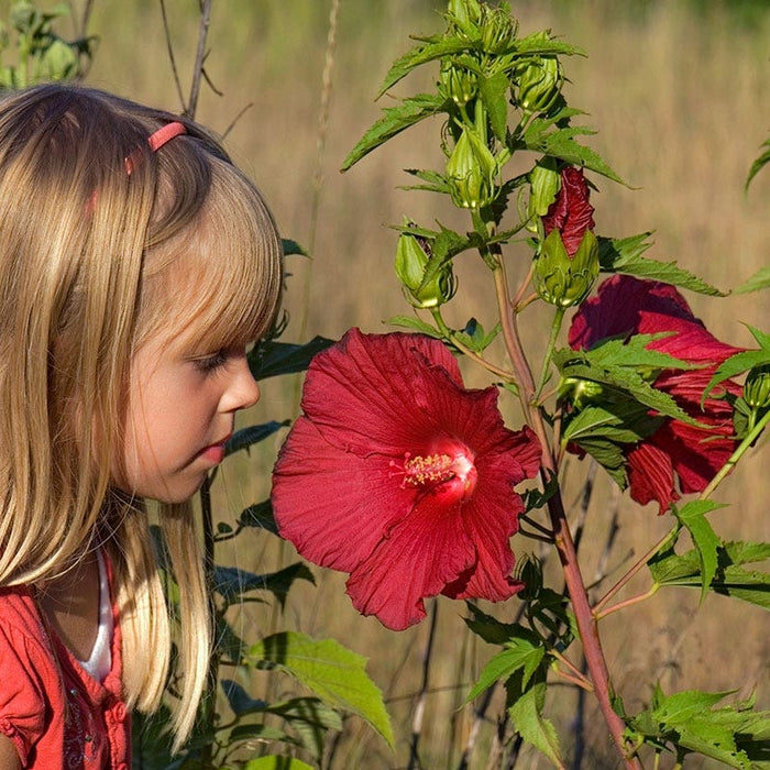 Robert Fleming Hibiscus|Red Hibiscus Robert Fleming, Hibiscus, Hardy Hibiscus