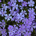 Rocky Road Violet Blue Creeping Phlox|Rocky Road Violet Blue Creeping Phlox