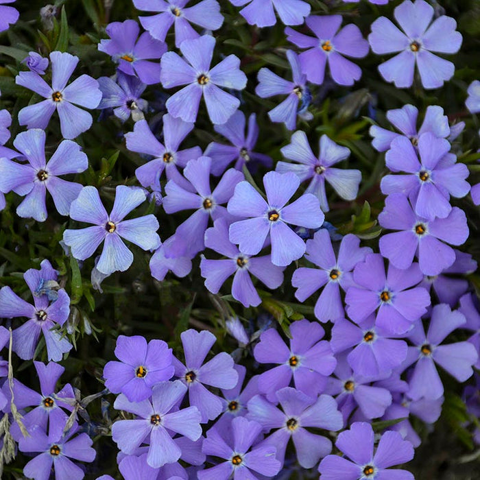 Rocky Road Violet Blue Creeping Phlox|Rocky Road Violet Blue Creeping Phlox