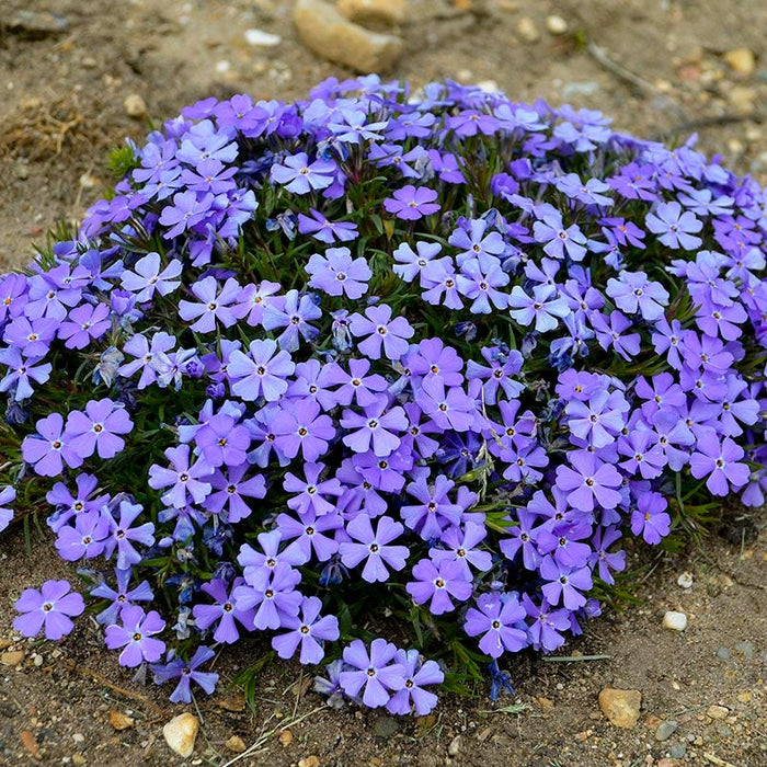 Rocky Road Violet Blue Creeping Phlox|Rocky Road Violet Blue Creeping Phlox