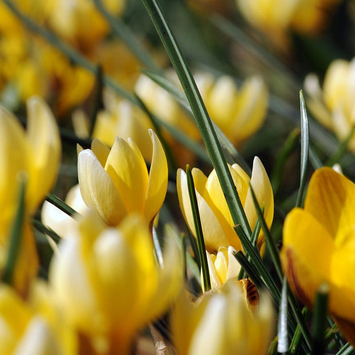 Romance Snow Crocus|Romance Snow Crocus
