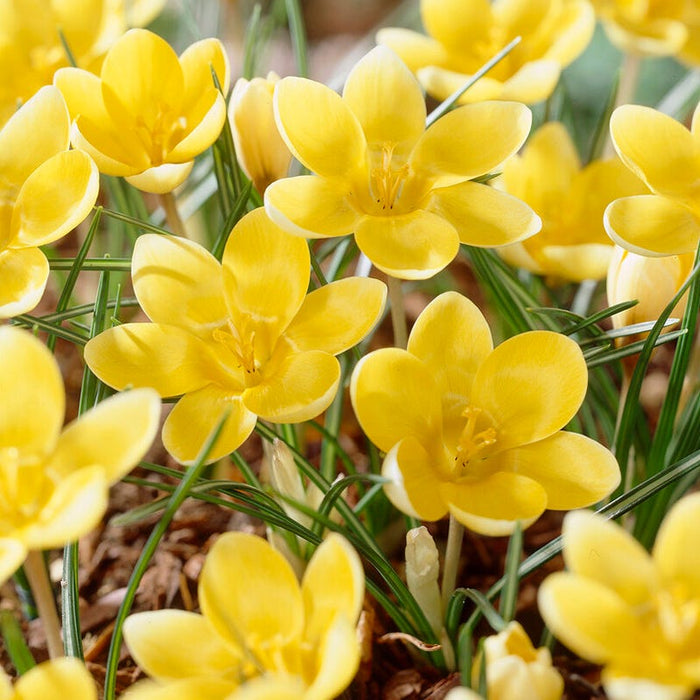 Romance Snow Crocus|Romance Snow Crocus