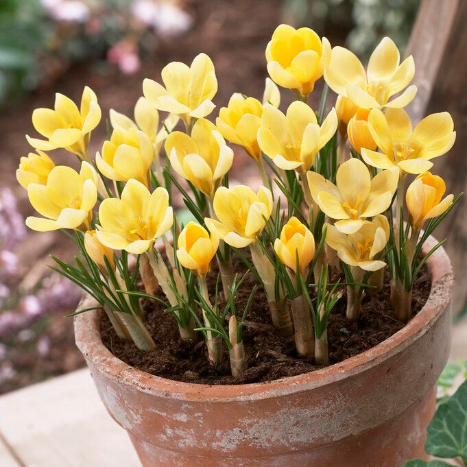 Romance Snow Crocus|Romance Snow Crocus