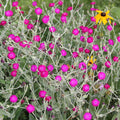 Rose Campion|Rose Campion