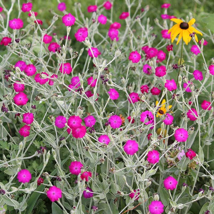 Rose Campion|Rose Campion