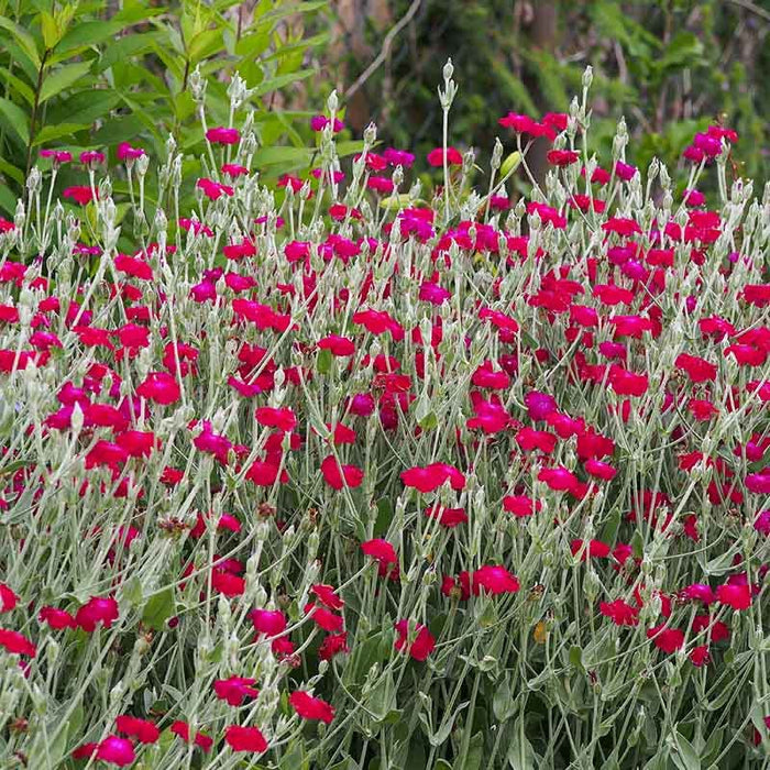 Rose Campion|Rose Campion