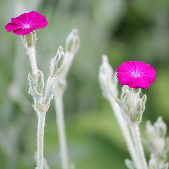 Rose Campion|Rose Campion