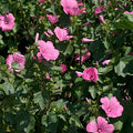 Rose Mallow Seeds|Rose Mallow, Lavatera trimestris