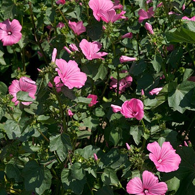 Rose Mallow Seeds|Rose Mallow, Lavatera trimestris