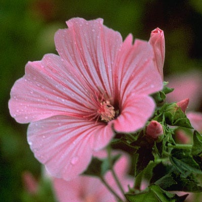 Rose Mallow Seeds|Rose Mallow, Lavatera trimestris