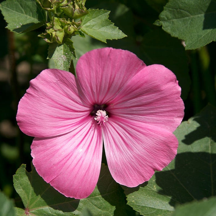 Rose Mallow Seeds|Rose Mallow, Lavatera trimestris