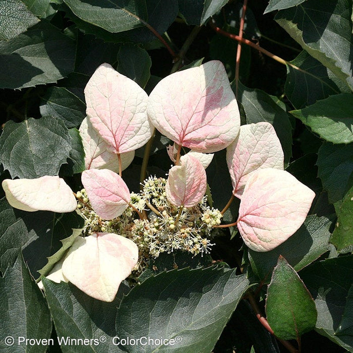 Rose Sensation® False Hydrangea Vine|False Hydrangea Vine Rose Sensation close up flowers - Photo courtesy of Proven Winners
