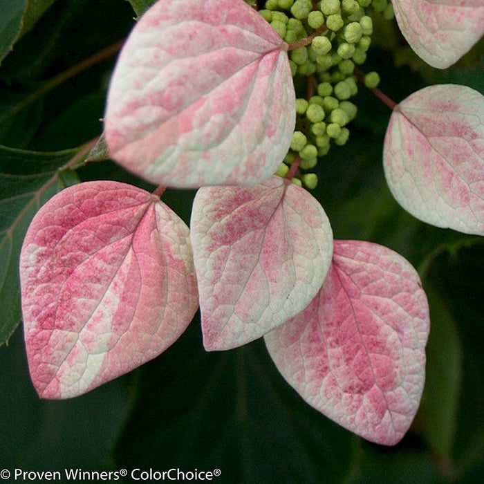 Rose Sensation® False Hydrangea Vine|False Hydrangea Vine Rose Sensation close up flowers - Photo courtesy of Proven Winners