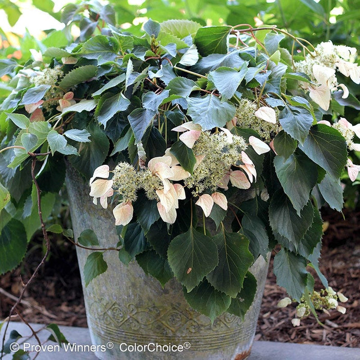 Rose Sensation® False Hydrangea Vine|False Hydrangea Vine Rose Sensation in a container - Photo courtesy of Proven Winners