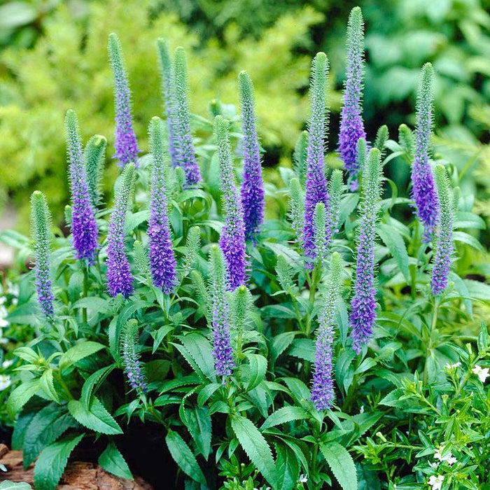 Royal Candles Veronica|Veronica Royal Candles, Veronica spicata, Speedwell