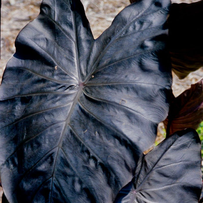 Royal Hawaiian® Diamond Head Elephant Ear|Colocasia esculenta, Diamond Head Elephant Ear leaf close up