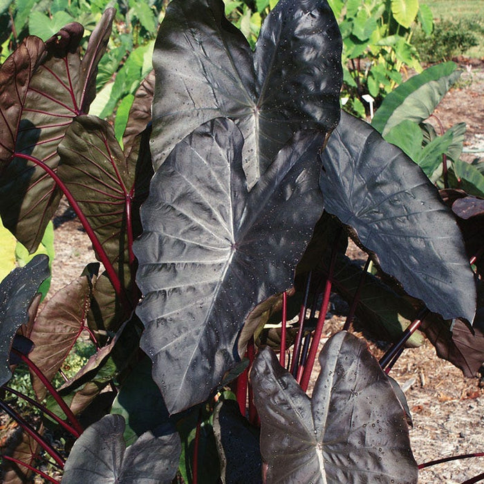 Royal Hawaiian® Diamond Head Elephant Ear|Colocasia esculenta, Diamond Head Elephant Ear plant