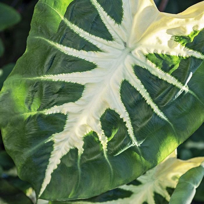 Royal Hawaiian® White Lava Elephant Ear|Colocasia esculenta, White Lava Elephant Ear leaf close up