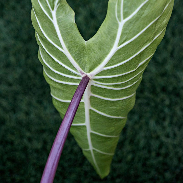 Royal Hawaiian® White Lava Elephant Ear|Colocasia esculenta, White Lava Elephant Ear leaf