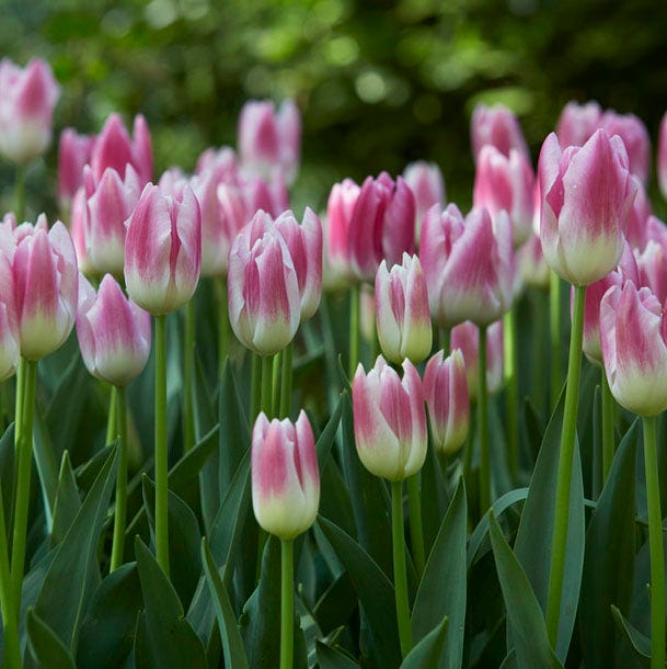 Royal Ten Triumph Tulip|Royal Ten Triumph Tulip