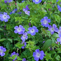 Rozanne Geranium