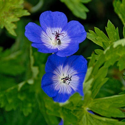 Rozanne Geranium