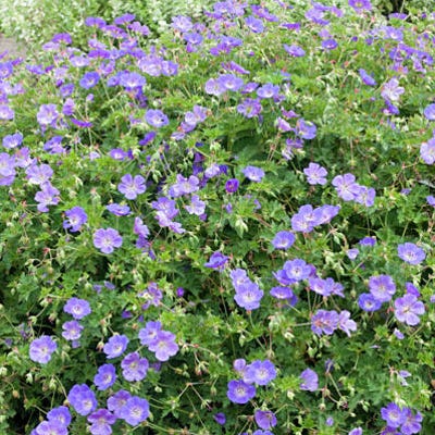 Rozanne Geranium