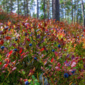 Ruby Carpet Wild Blueberry|Ruby Carpet Wild Blueberry, Vaccinium angustifolium 'Ruby Carpet'