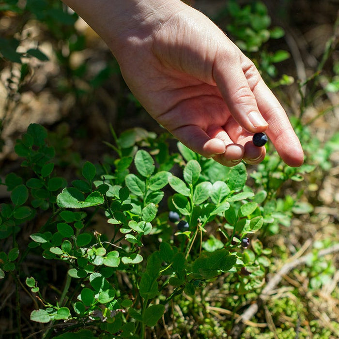 Ruby Carpet Wild Blueberry|Ruby Carpet Wild Blueberry, Vaccinium angustifolium 'Ruby Carpet'