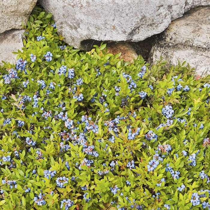 Ruby Carpet Wild Blueberry|Ruby Carpet Wild Blueberry, Vaccinium angustifolium 'Ruby Carpet'