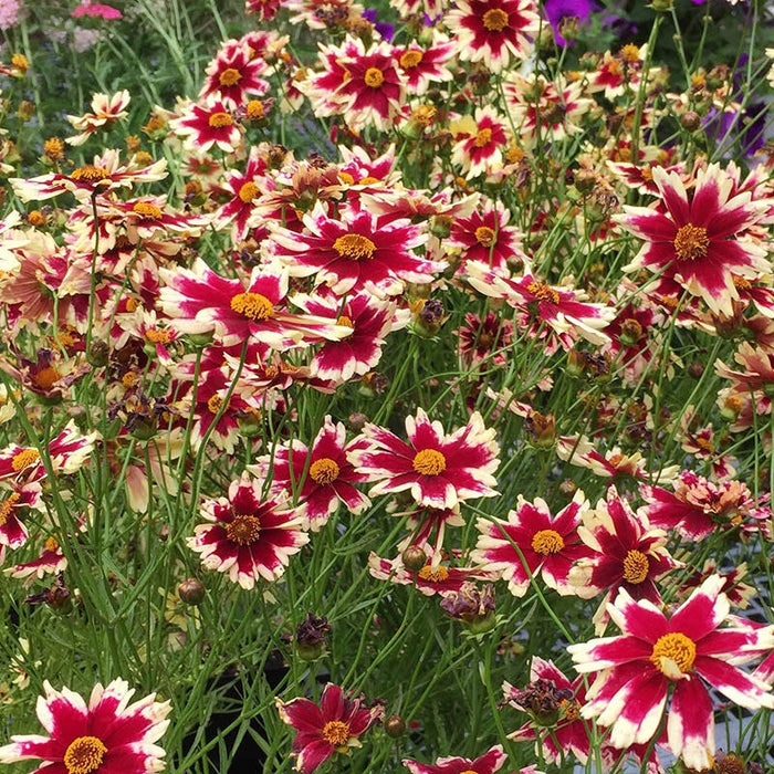 Ruby Frost Coreopsis|Ruby Frost Coreopsis, Coreopsis hybrid, Photo Courtesy of Patty Reierson