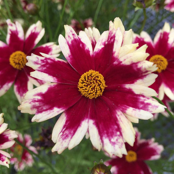 Ruby Frost Coreopsis|Ruby Frost Coreopsis, Coreopsis hybrid close up, Photo Courtesy of Patty Reierson