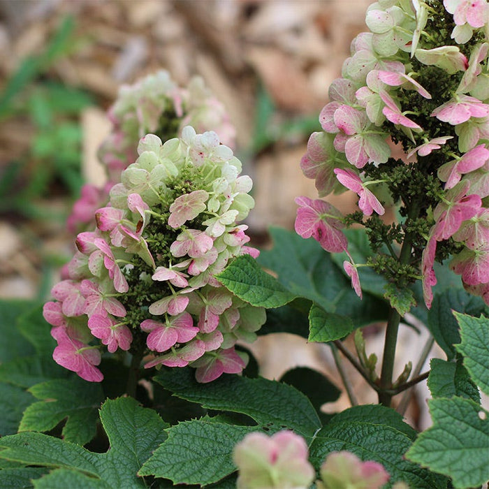 Ruby Slippers Oakleaf Hydrangea|Ruby Slippers Hydrangea with close up of white-pink petals, Oak Leaf Hydrangea Ruby Slippers, photo by Dave Whitinger, National Gardening Association