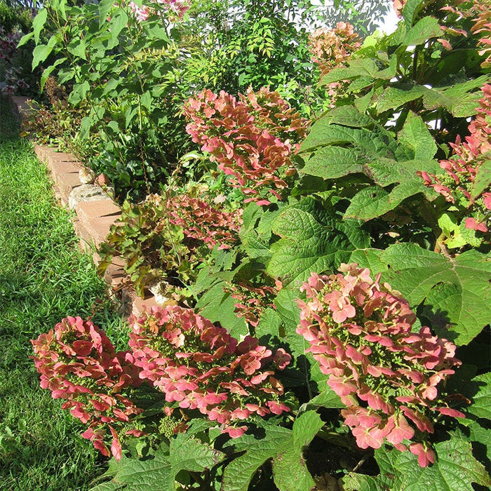 Ruby Slippers Oakleaf Hydrangea|Ruby Slippers Hydrangea, Oak Leaf Hydrangea Ruby Slippers, photo by Carmen Jolley