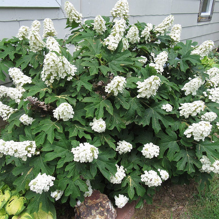 Ruby Slippers Oakleaf Hydrangea|Ruby Slippers Hydrangea with early-season flower color, Oak Leaf Hydrangea Ruby Slippers, photo by Carmen Jolley