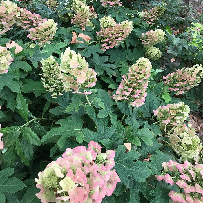 Ruby Slippers Oakleaf Hydrangea|Ruby Slippers Hydrangea with white-pink petals, Oak Leaf Hydrangea Ruby Slippers