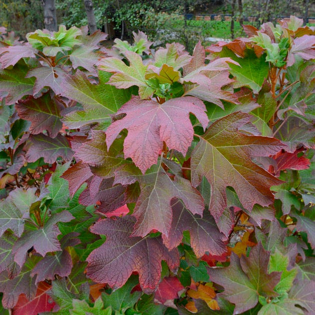 Ruby Slippers Oakleaf Hydrangea|Ruby Slippers Hydrangea with early fall foliage, Oak Leaf Hydrangea Ruby Slippers