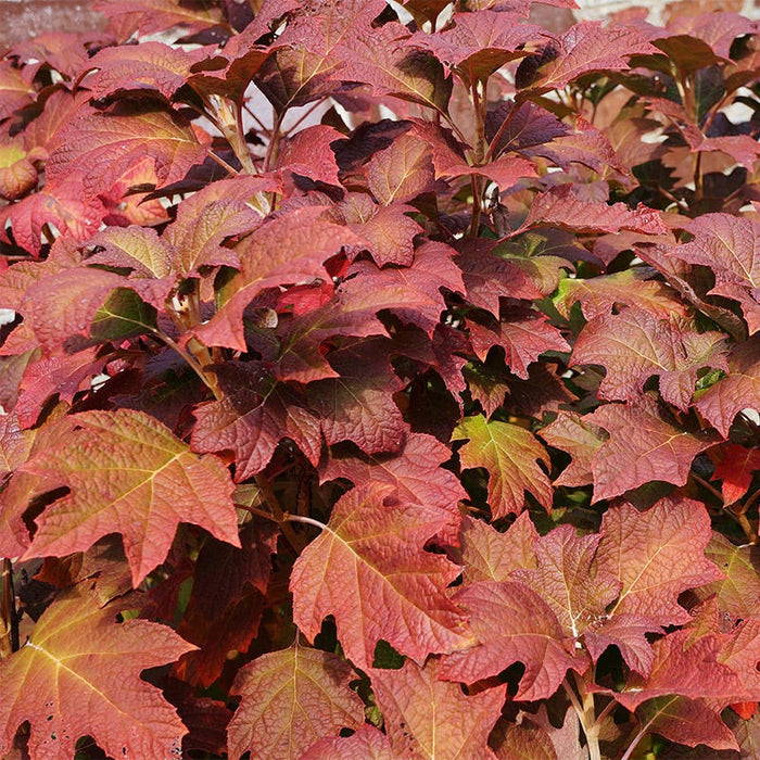 Ruby Slippers Oakleaf Hydrangea|Ruby Slippers Hydrangea with fall foliage, Oak Leaf Hydrangea Ruby Slippers